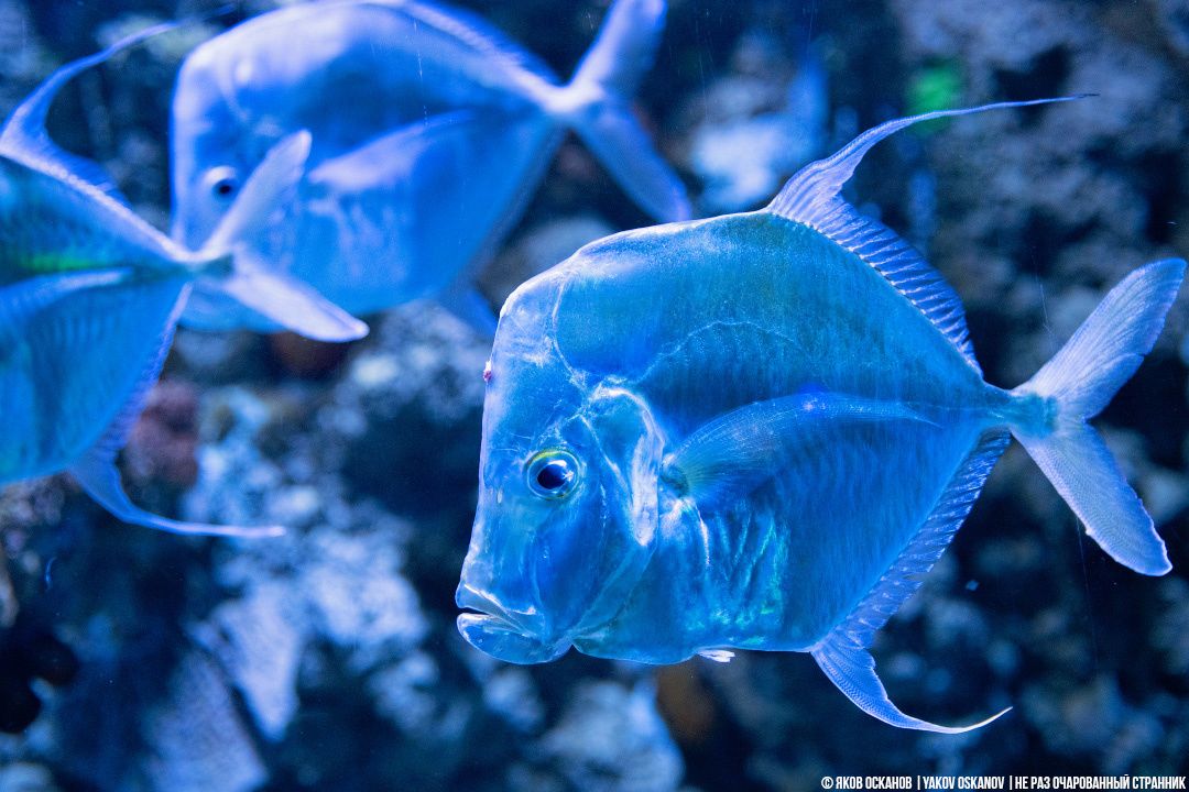 Удивительная селена: рыба, отражающая лунный свет
