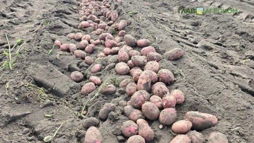 ����������� ���: �������� ������� ������� ��������� � ������