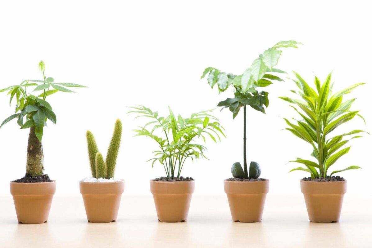 Как ухаживать за зелеными питомцами: секреты успешного цветовода