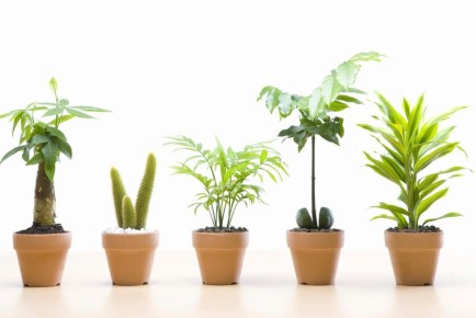 ��� ��������� �� �������� ���������: ������� ��������� ���������