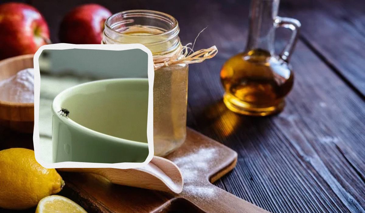 Как дешёвые средства помогут избавиться от мошек раз и навсегда