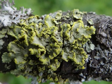 �������� � ���������: ���� ������� ��������, �������������� �� ������