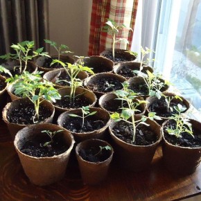 ������ �����: ��� ��������� ������� ������� � �����