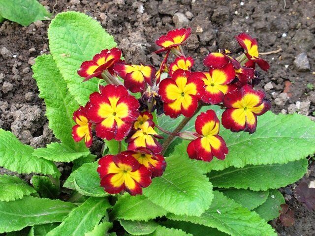 ������� ��������� � ������ �������: ������ ���������