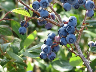 ������� ��������� ����������� ��������: ��� �������� ������� ��� �������� ���