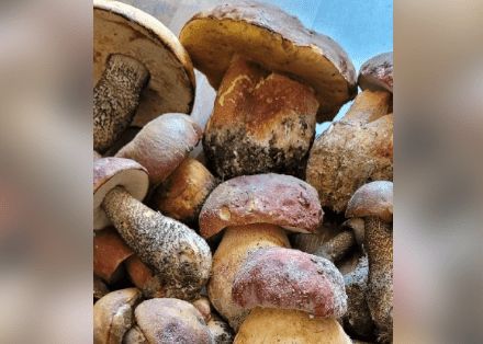 ����� �� �������: �� ��� ����� ���������?