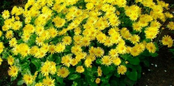 Как управлять состоянием цветника после цветения: важные нюансы