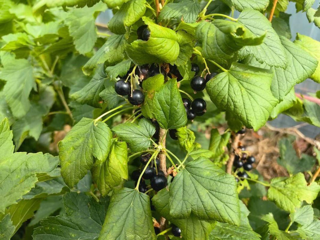 ��� �������� ��������� ����� ����� ������: �������� ������ � ��������