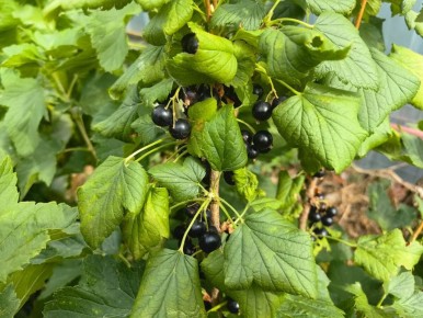 ��� �������� ��������� ����� ����� ������: �������� ������ � ��������