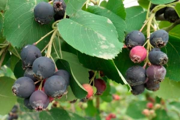 Ирга Смоуки: сладкий плодоводческий тренд, который завоевывает сердца садоводов