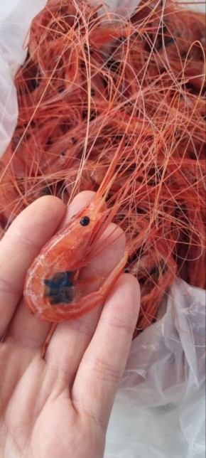 ���� ���������� ������ �������: ��� ���������� ����������� � �������������