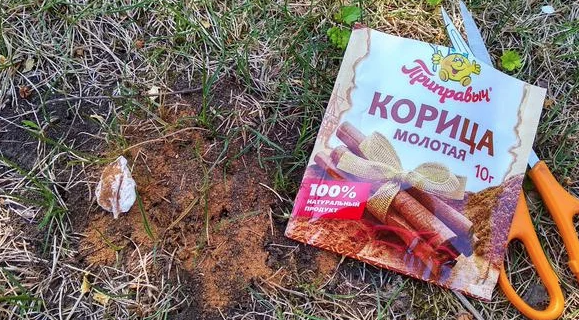 Как корица стала секретом удачного урожая на огороде