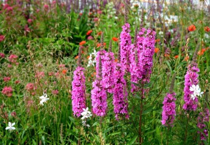 ����������: ��� ������� ��������� �������� ��� ������� ������� ������ ����