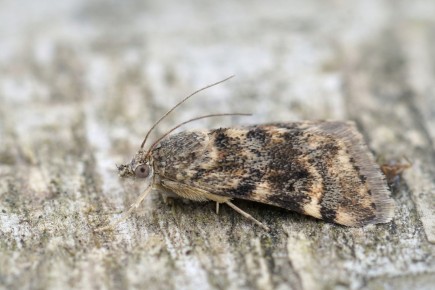 ������ ����� � �����: ��� �������� ���������� �� ���������� � ����