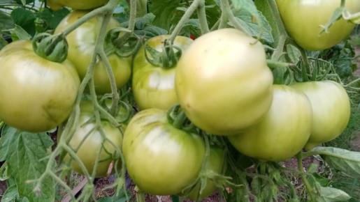 Как калий и йод спасают упрямые томаты от хронической зелености