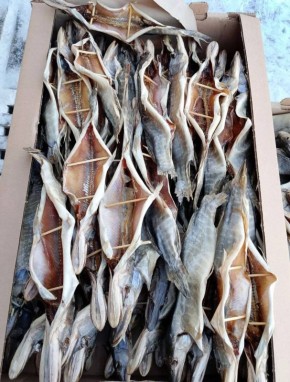 ������ ������� ����