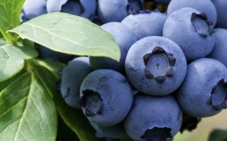 ��������: ����������� ������ ����������� ��� ������� ��������