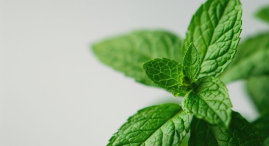 ����� ����: ��� ��� ����������� �������� Siberina