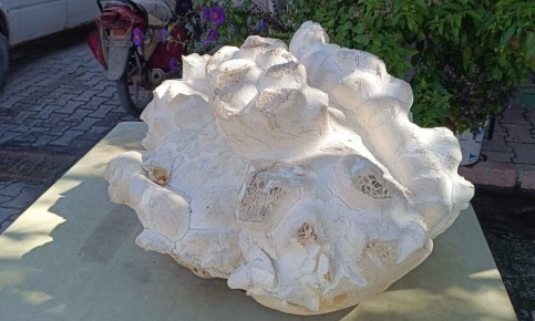 � ������ ������ ���������� ���������� ���� ����� ����� 20 �����������