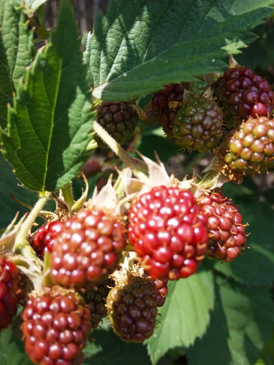 Ежевика: Вкусное лакомство с множеством полезных свойств