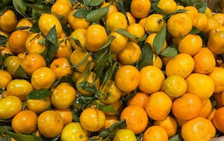 Как выбрать идеальные мандарины к новогоднему столу