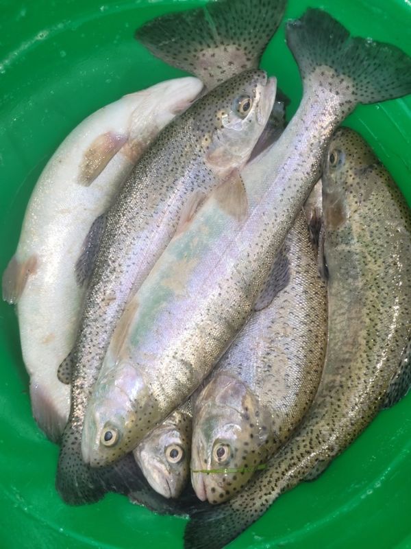 ������ �� ������������ �����