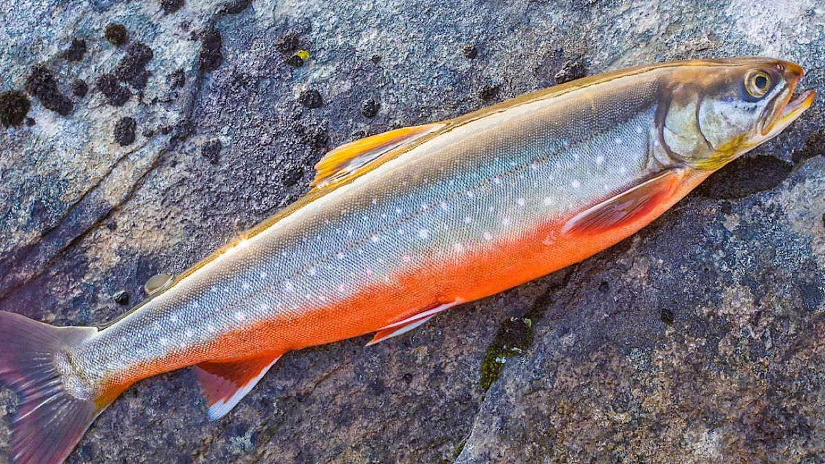 �����: ��������� ������� ����, ������� ����������� ������ ��������