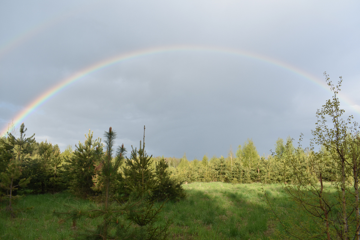 Грибные названия: как местные традиции обогащают язык