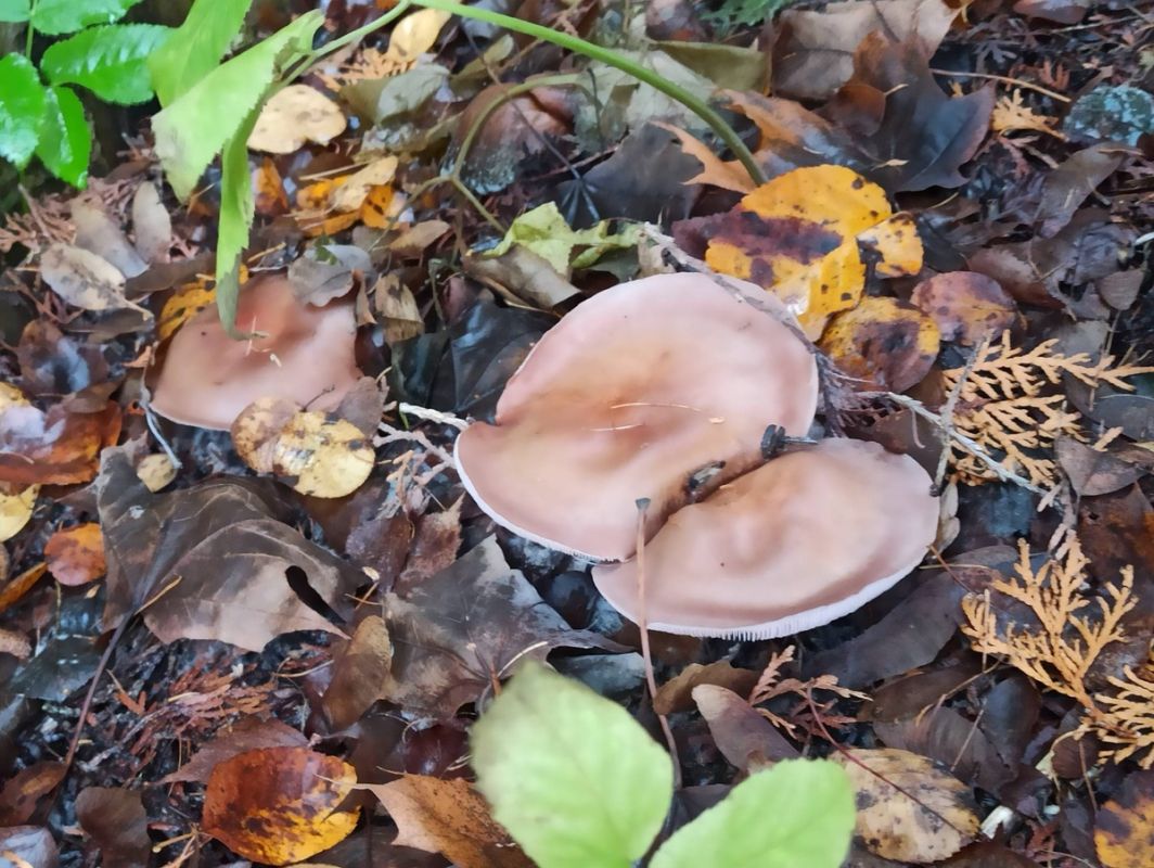 Середина весны: грибные приключения в тишине леса