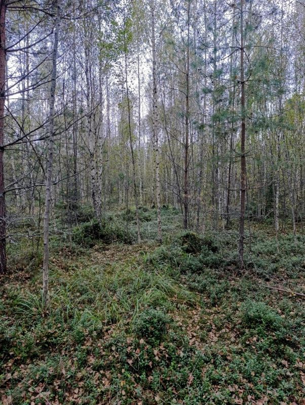 Тайны осеннего леса: Грибная охота на старой вырубке