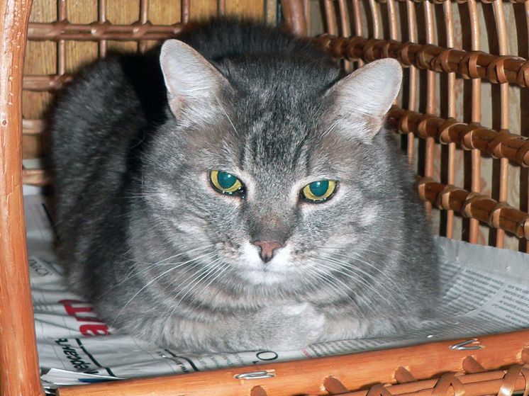 Спасение кота: как ветеринары справились с опасной колбасной оберткой