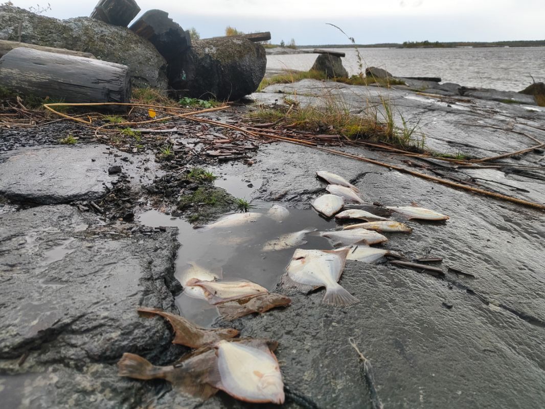 ��������� �������: ���� �� ����� ��������� �������� ������� �������