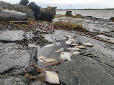 ��������� �������: ���� �� ����� ��������� �������� ������� �������