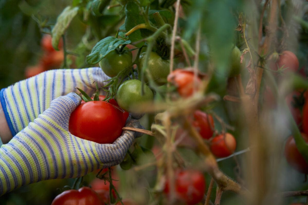 Как правильно подкармливать томаты для отличного урожая