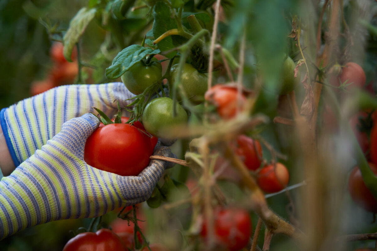 Как правильно подкармливать томаты для отличного урожая