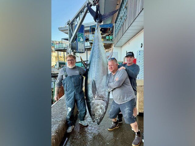 Великолепный трофей: гигантский тунец весом 210 килограммов продан на аукционе в Великобритании