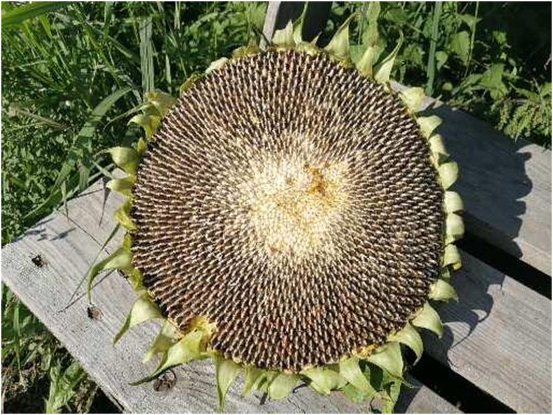 Как подсолнухи с супермаркета стали настоящими звёздами на огороде