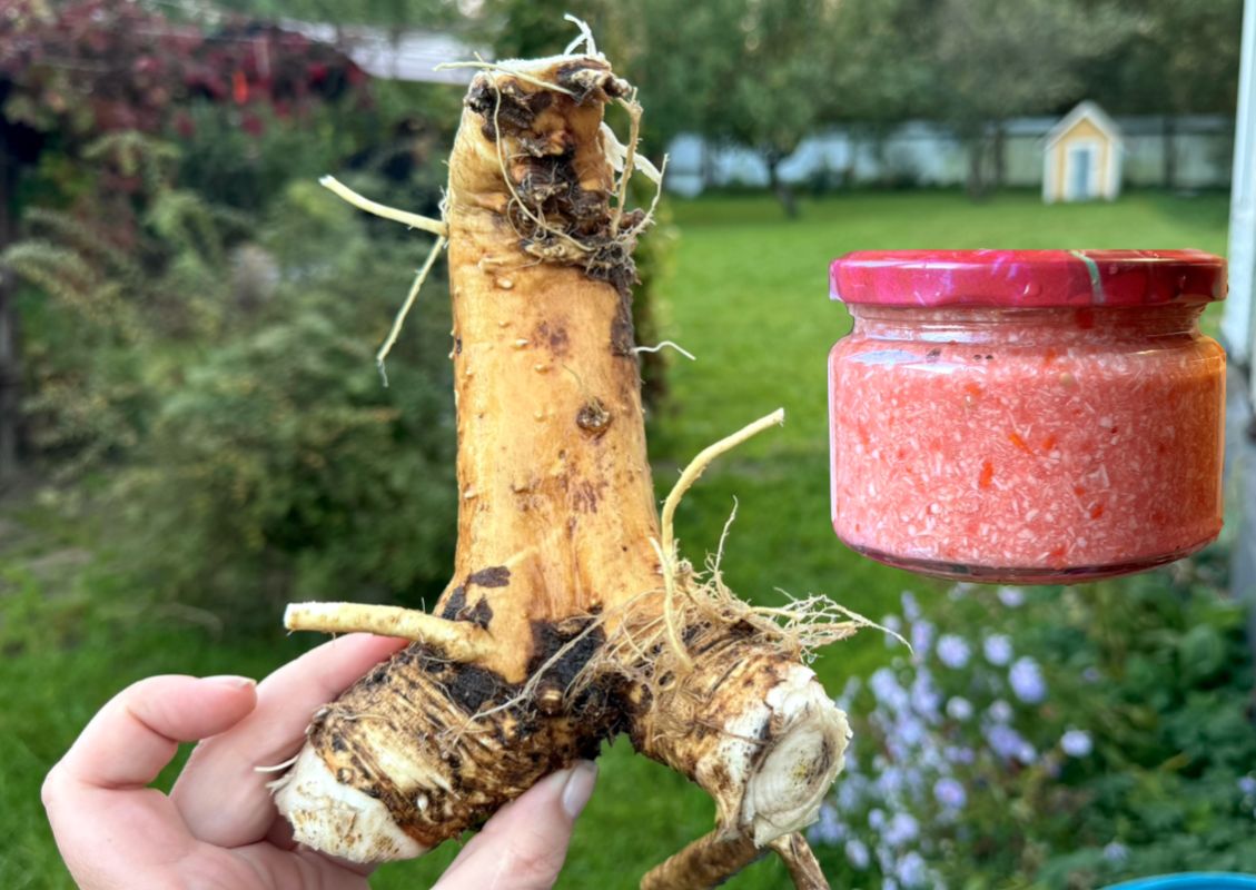 Хренодер: осеннее вдохновение для зимних закусок