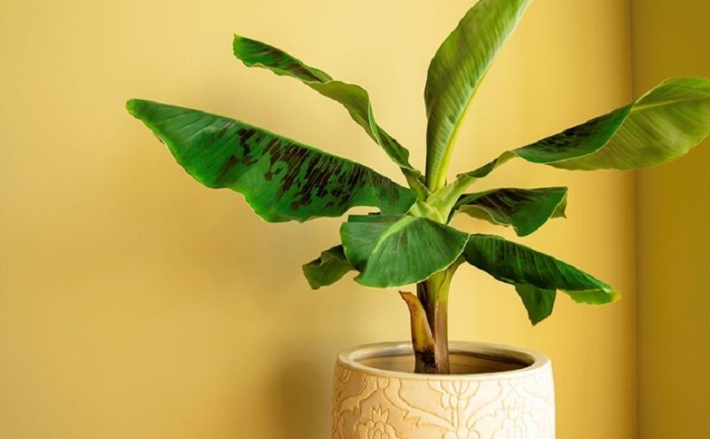 ��� ��������� ��������� ������ �� �������� ������: ������� ���