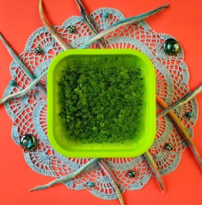 Узнайте секреты выращивания микрозелени чиа для здоровья и вкуса