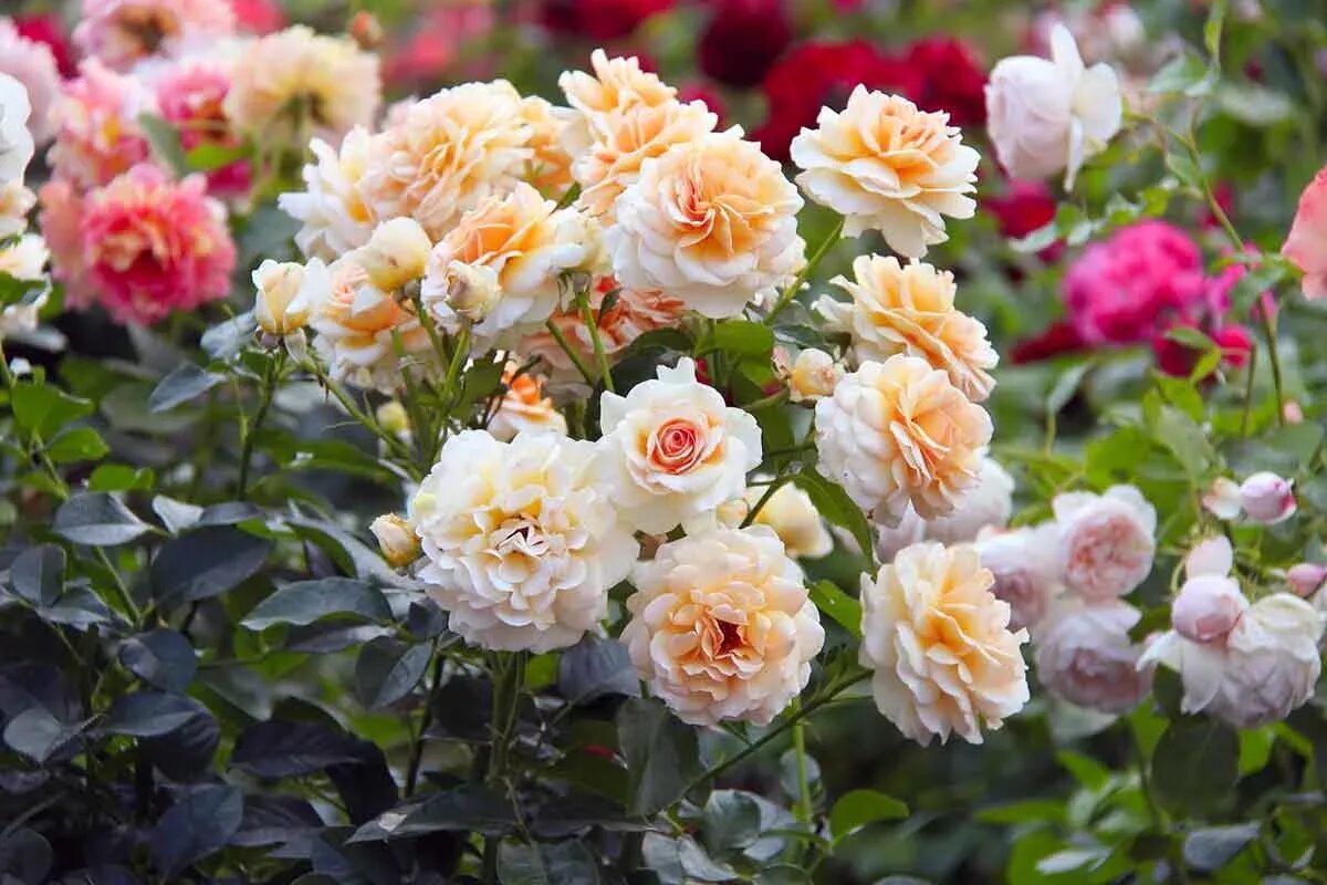 Как вернуть к жизни срезанные розы: простой способ укоренения с помощью лука