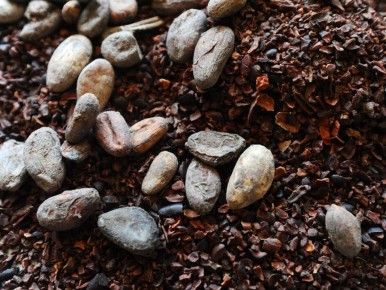 Цены на какао-бобы завершили квартал резким падением