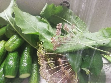 Огурцы на зиму по бабушкиному рецепту: идеальный вкус и хрусткость