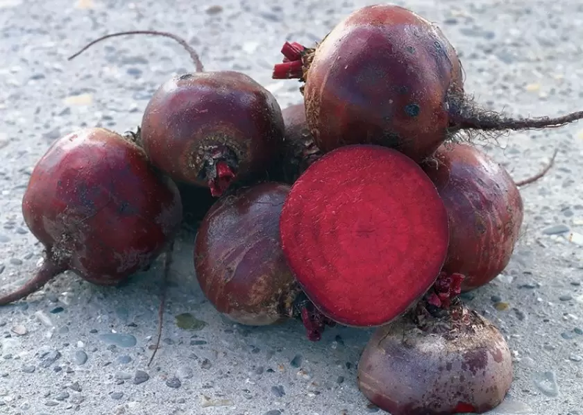 Лучшие сорта свёклы для долгого хранения