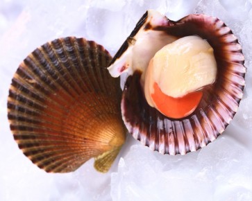 ������� ��������: ���������� ���� � ������� �������� ��������