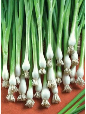 ��������� ���� �������: 16 ��������� ������ �������� ���� ��� �����