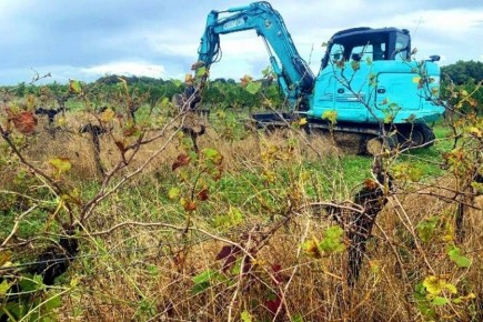 ��� �������� ������� ����� ���������� ������������: ����� ������ �� european wine