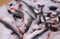 Прогнозы цен на рыбу в Приморье: что ждать в будущем?
