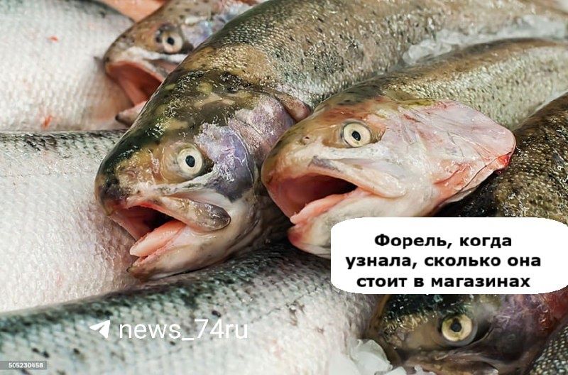 Форель — самый бюджетный выбор красной рыбы к новогоднему столу