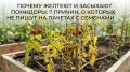 Почему помидоры желтеют и сохнут? Узнайте причины, о которых не предупреждают на пакетиках с семенами
